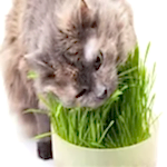 Alice Aktif Karbonlu Super Premium Topaklaşan Kedi Kumu 2x10 LT ve Alice Kedi Çimi - Görsel 5