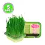 Alice Kedi Çimi - 5 Adet