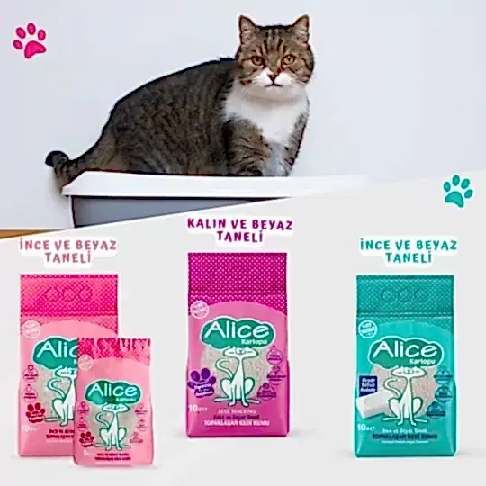 Alice Kartopu Topaklaşan Kedi Kumları