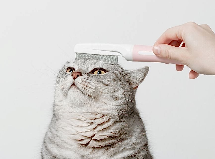 Düzenli Tüy Bakımı Yapın