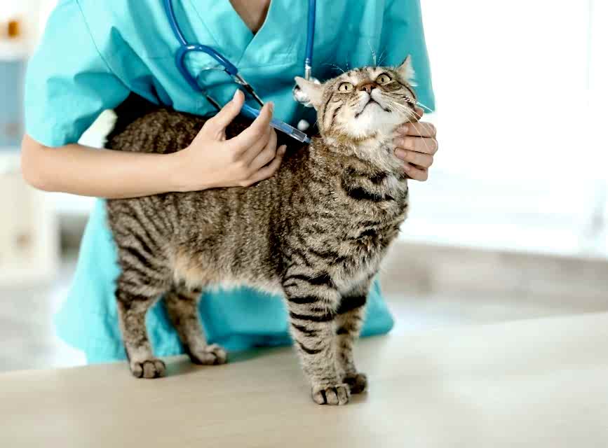 Kedi Veteriner Kontrolü