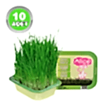 Alice Kedi Çimi - 10 Adet