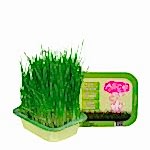 Alice Kısırlaştırılmış / Kilolu Kediler İçin Super Premium Mama Somonlu Karidesli 12 kg (Kısır ve/veya Kilolu) + Kedi Çimi - Görsel 4